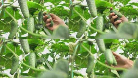 采摘温室里的黄瓜高清在线视频素材下载