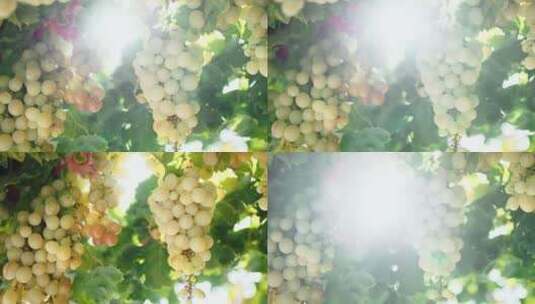 葡萄葡萄园 葡萄成熟采摘高清在线视频素材下载