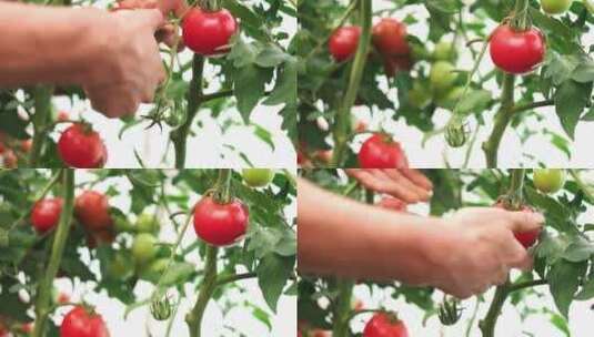 采摘成熟的番茄高清在线视频素材下载