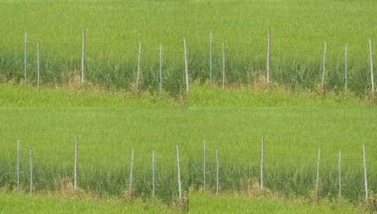 水稻粮食绿草田野栅栏微风高清在线视频素材下载