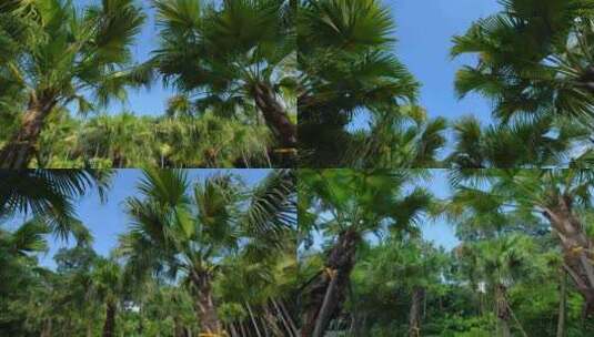 唯美夏天棕榈树林高清在线视频素材下载