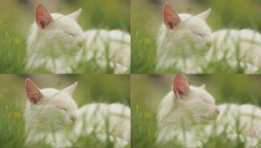 草丛中睡觉的猫高清在线视频素材下载