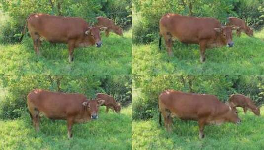 放牧黄牛牛吃草优质肉牛高清在线视频素材下载