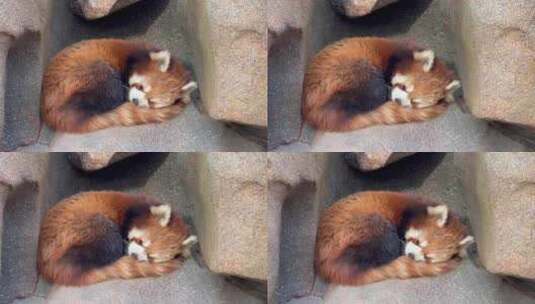 动物园里的小浣熊高清在线视频素材下载