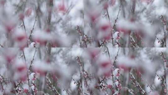 冬季下雪红梅花盛开红梅傲雪高清在线视频素材下载