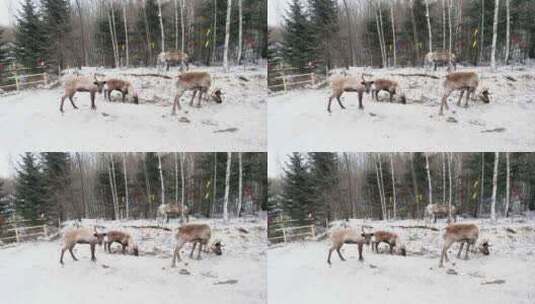 冬天的东北驯鹿部落踏雪高清在线视频素材下载