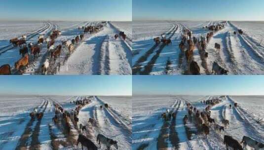 航拍呼伦贝尔冬季草原马群-140高清在线视频素材下载