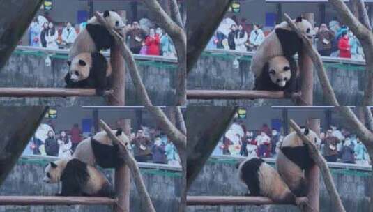 动物园大熊猫高清在线视频素材下载