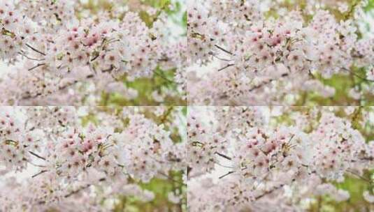 春天盛开的白色粉色樱花高清在线视频素材下载