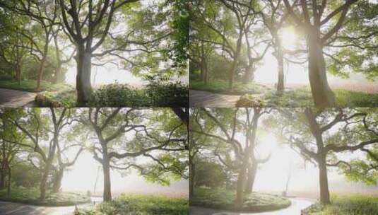 天然氧吧森林光影西湖杨公提早晨光线高清在线视频素材下载