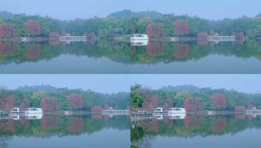 广州麓湖公园湖泊森林落羽杉自然风光高清在线视频素材下载