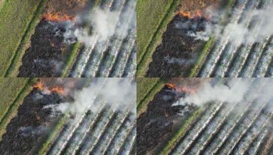 农村农田焚烧秸秆航拍高清在线视频素材下载