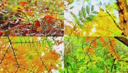 金色秋天彩色水杉树树叶高清在线视频素材下载