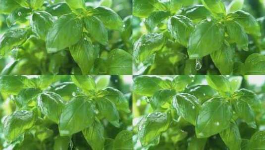 慢镜头特写雨水拍打在树叶绿叶子上高清在线视频素材下载