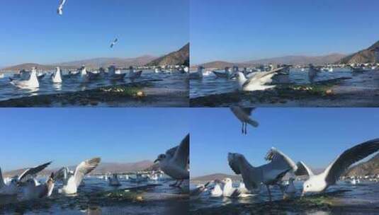 云南大理洱海边的海鸥成群高清在线视频素材下载