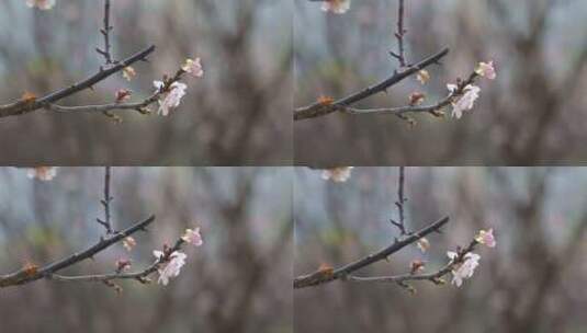 梅花高清在线视频素材下载