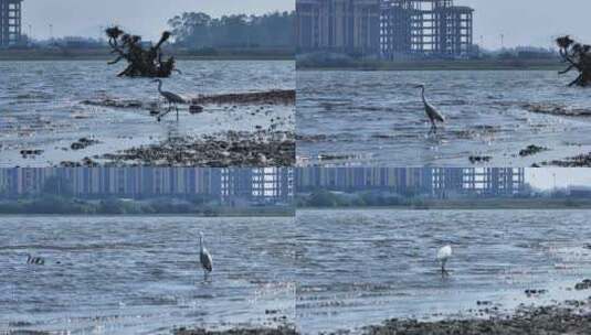 海南农村湿地乡村高清在线视频素材下载