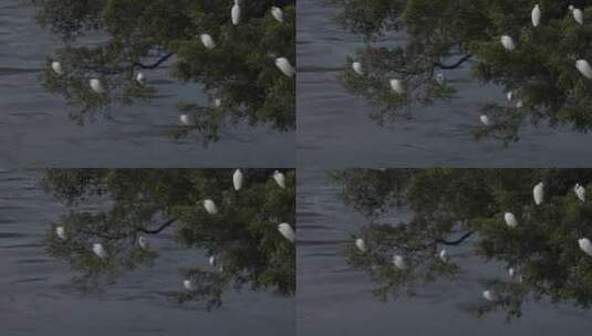 水面鸟类/鸟类栖息在枝头高清在线视频素材下载