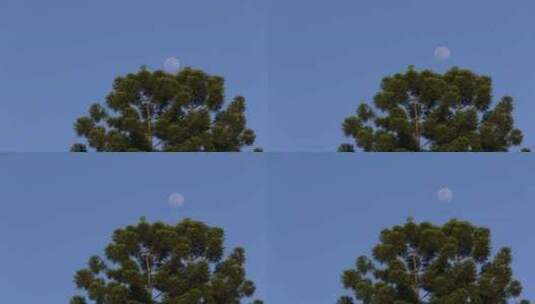 树上月亮升起延时高清在线视频素材下载