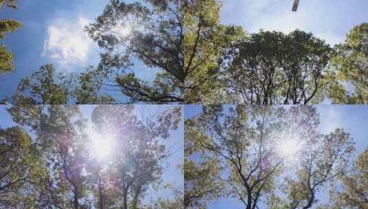夏天阳光穿过树林树叶子大自然风景风光视频高清在线视频素材下载
