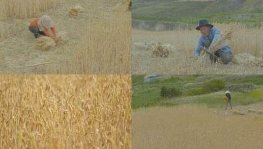 农民人工割麦子高清在线视频素材下载