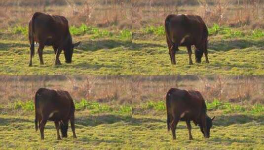 田野里的牛群高清在线视频素材下载