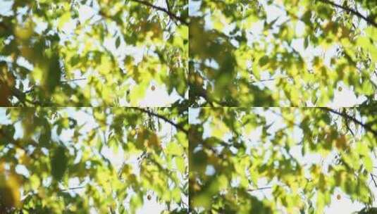 阳光透过树叶安逸祥和绿色生态高清在线视频素材下载