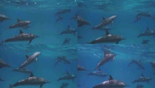 海豚群游高清在线视频素材下载
