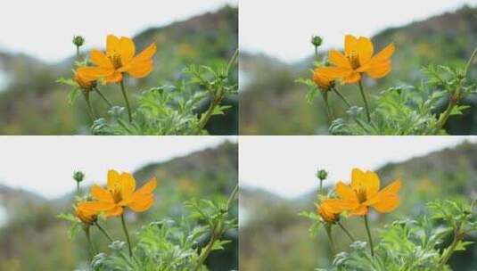 菊科花朵 黄秋英  波斯菊 菊花高清在线视频素材下载