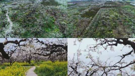 百年梨园B航拍雨露特写高清在线视频素材下载