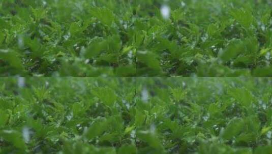 雨景暴雨雨滴植物绿叶高清在线视频素材下载