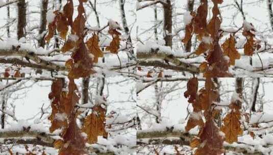 树上有雪的特写镜头高清在线视频素材下载