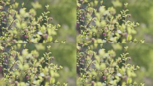 唯美植物绿色花草空境高清在线视频素材下载