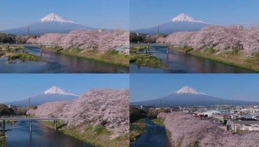 日本富士山和樱花的风景_HD高清在线视频素材下载