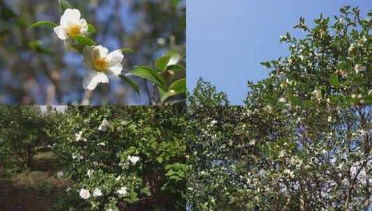 白色油茶花油茶果油茶树林山茶花实拍高清在线视频素材下载