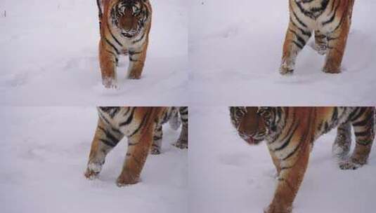 东北冬天下雪行走在雪地里的野生东北虎高清在线视频素材下载