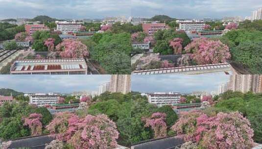 中国广东省广州市天河区华南师范大学异木棉高清在线视频素材下载