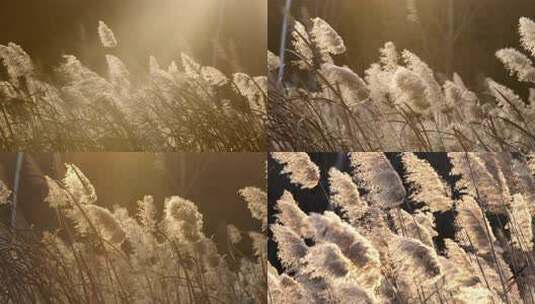 贾鲁河上的芦苇高清在线视频素材下载