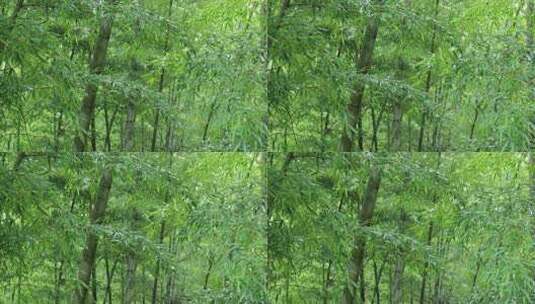 下雨天竹林景观特写，竹节挺拔竹叶繁茂高清在线视频素材下载