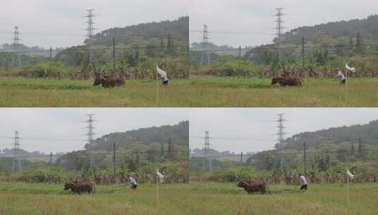 牛在田间耕地的场景 牛犁田高清在线视频素材下载