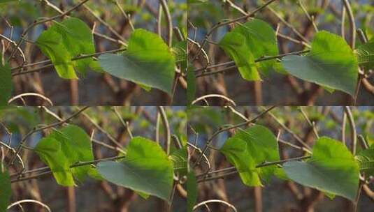 柠檬 柠檬种植 芸香科 柑橘属 水果高清在线视频素材下载