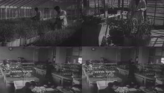 上世纪初 河北省立农学院高清在线视频素材下载