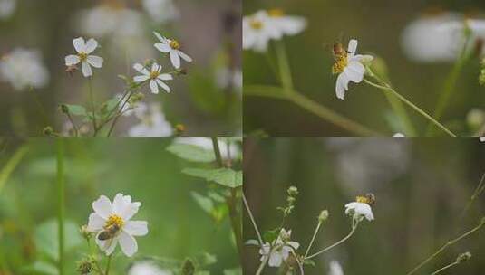 蜜蜂在白色雏菊上采蜜特写高清在线视频素材下载