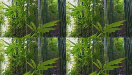 茂密竹林竹叶特写高清在线视频素材下载