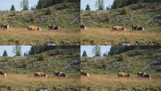 山坡草地中的奶牛高清在线视频素材下载