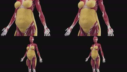 人体脂肪增减演示高清在线视频素材下载