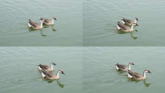 两只游水觅食的鸿雁高清在线视频素材下载
