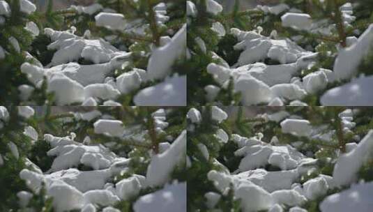 4K唯美雪景松柏常规视频高清在线视频素材下载