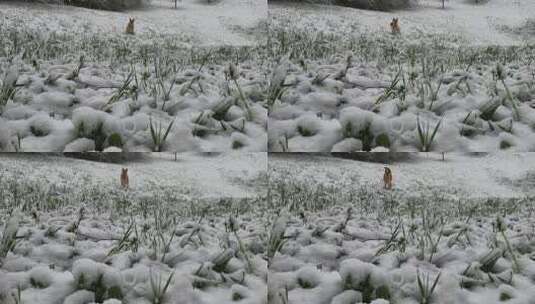 小狗在雪地上奔跑高清在线视频素材下载