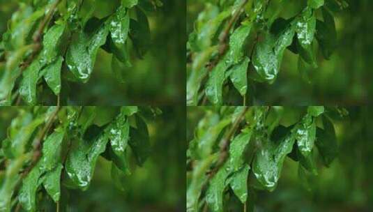 【4K原创】大自然水滴下雨树叶滴水雨水叶子高清在线视频素材下载